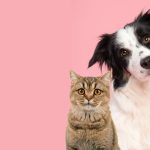 Pátio Paulista Realiza Nova Edição de Adoção Responsável de Cães e Gatos