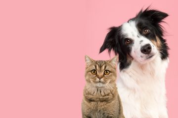 Pátio Paulista Realiza Nova Edição de Adoção Responsável de Cães e Gatos