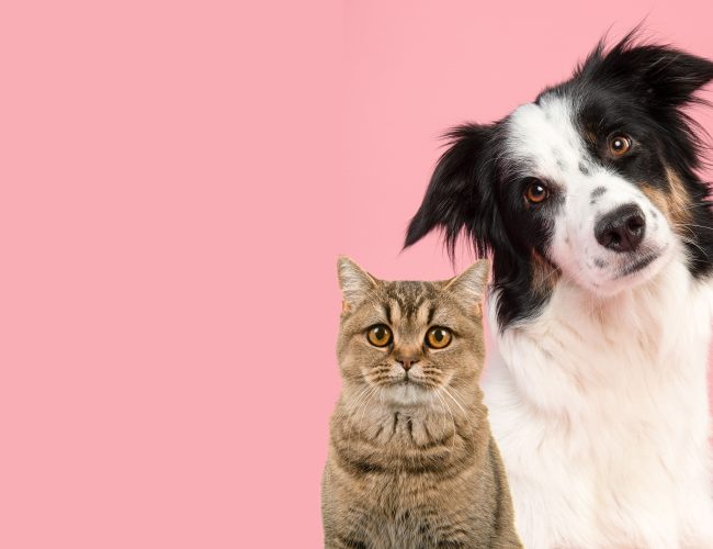 Pátio Paulista Realiza Nova Edição de Adoção Responsável de Cães e Gatos
