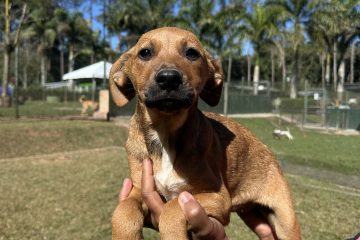 MorumbiShopping promove evento de adoção de cães e gatos com Instituto Caramelo
