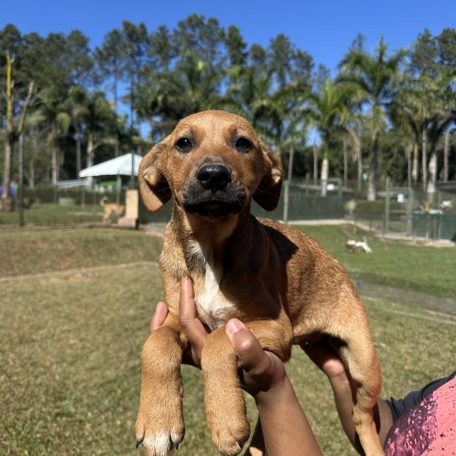 MorumbiShopping promove evento de adoção de cães e gatos com Instituto Caramelo