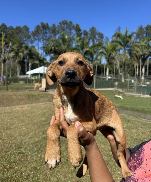 MorumbiShopping promove evento de adoção de cães e gatos com Instituto Caramelo