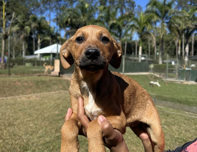 MorumbiShopping promove evento de adoção de cães e gatos com Instituto Caramelo