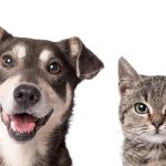 Pátio Paulista realiza quarta edição de Pet Day de 2026 com adoção responsável de cães e gatos
