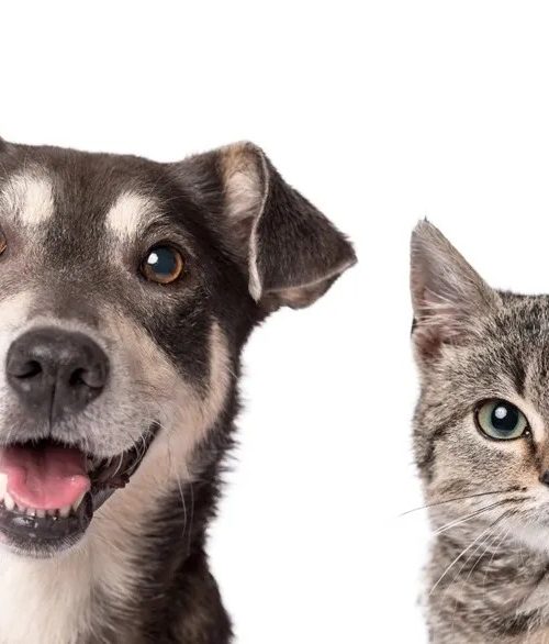 Pátio Paulista realiza quarta edição de Pet Day de 2026 com adoção responsável de cães e gatos